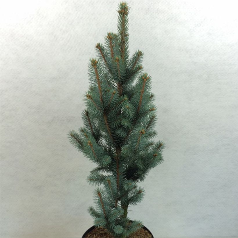 Epicea bleu - Picea pungens Iseli Fastigiate                   (Port)