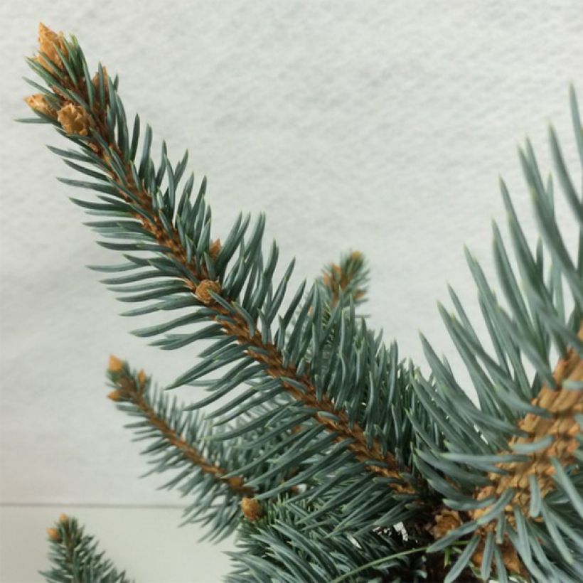 Picea pungens Iseli Foxtail - Epicea bleu                  (Feuillage)