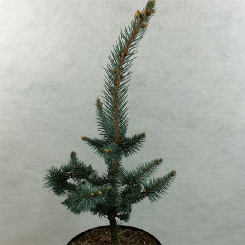 Picea pungens Iseli Foxtail - Epicea bleu                  (Port)