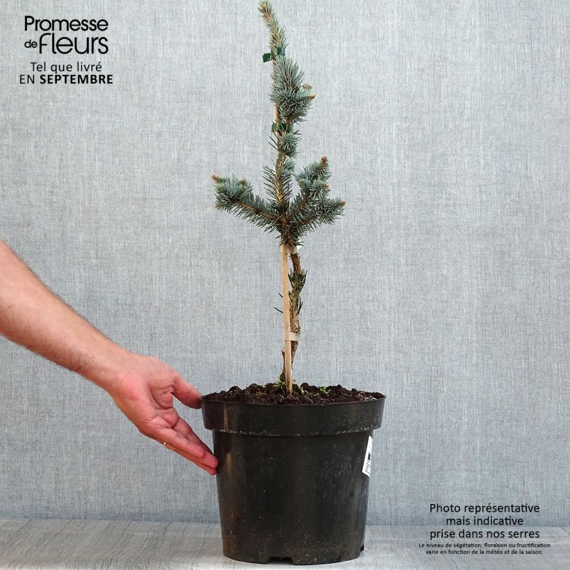 Spécimen de Picea pungens Iseli Foxtail - Epicea bleu                  Pot de 3L/4L tel que livré en été