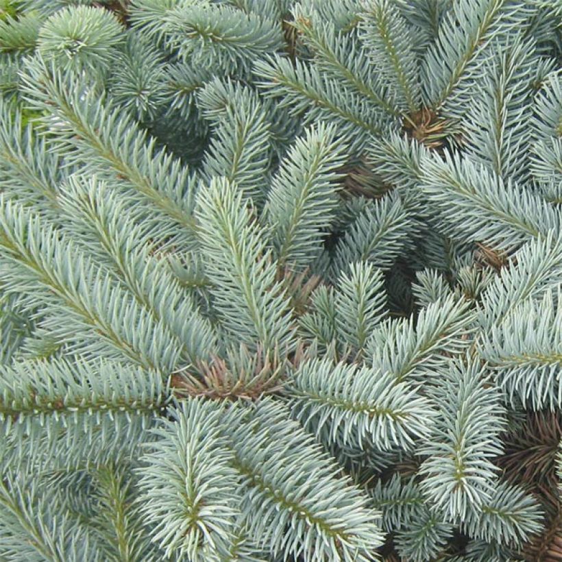 Picea pungens Jeddeloh - Epicea bleu                          (Feuillage)