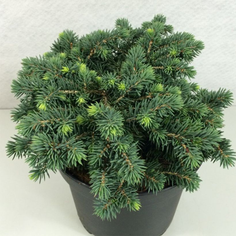 Epicea bleu - Picea pungens Kuba                               (Port)