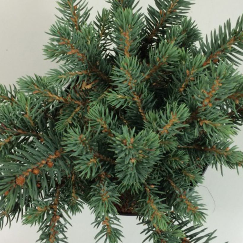 Epicea bleu - Picea pungens Sonia                              (Feuillage)