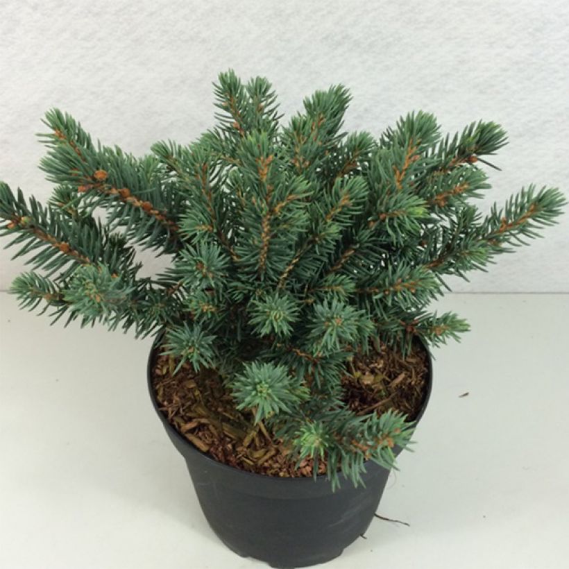 Epicea bleu - Picea pungens Sonia                              (Port)