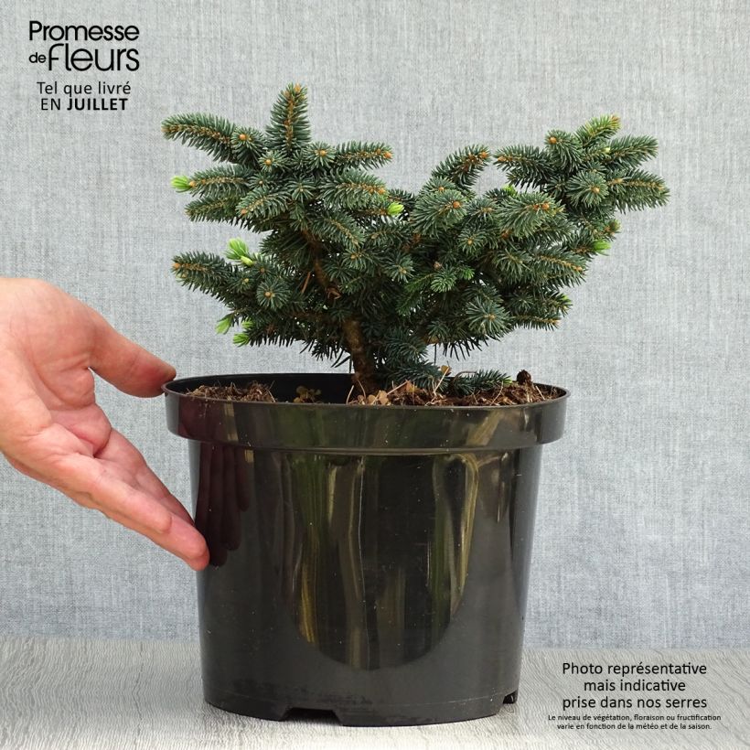 Spécimen de Epicea bleu - Picea pungens Sonia                              Pot de 4L/5L tel que livré en été