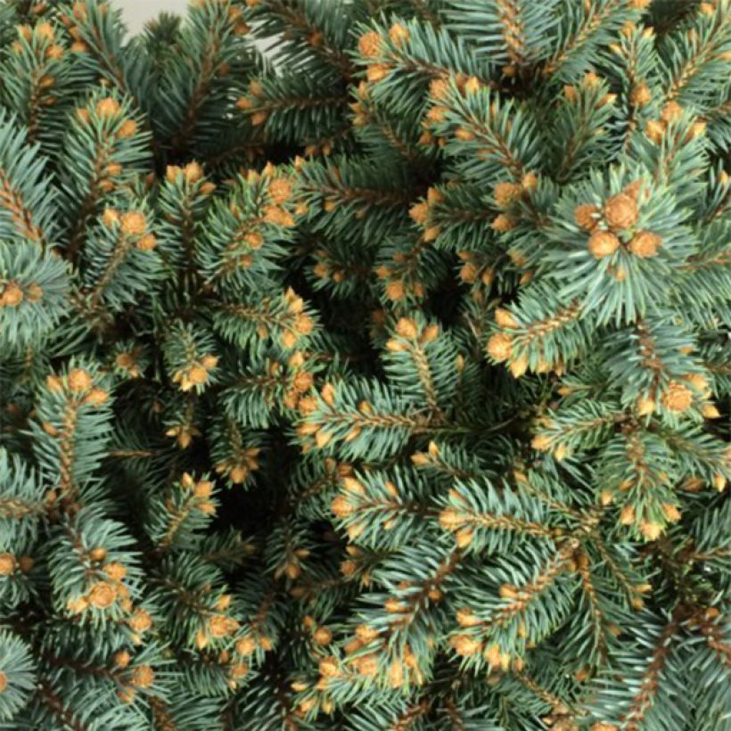 Epicea bleu - Picea pungens Thuem                             (Feuillage)