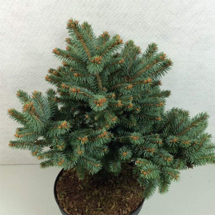 Epicea bleu - Picea pungens Thuem                             (Port)