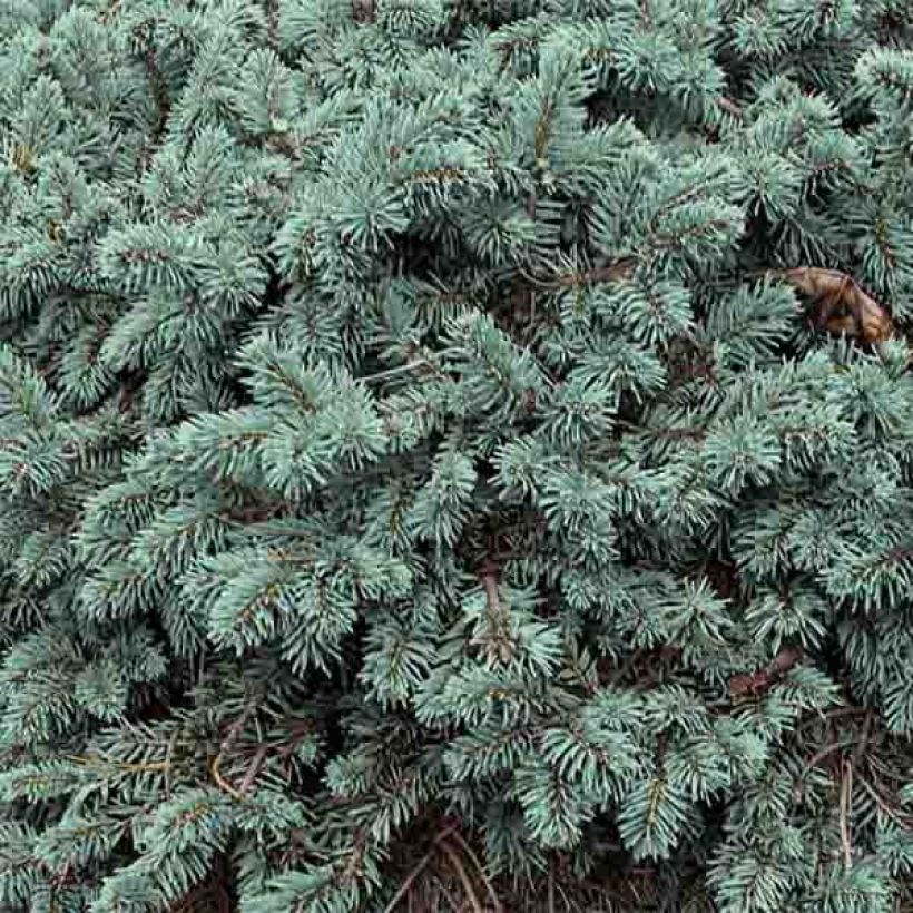 Epicea bleu - Picea pungens Waldbrunn                          (Feuillage)