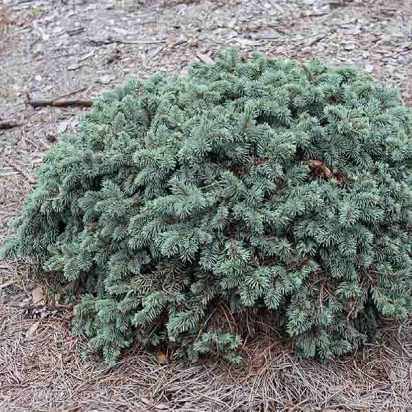 Epicea bleu - Picea pungens Waldbrunn                          (Port)