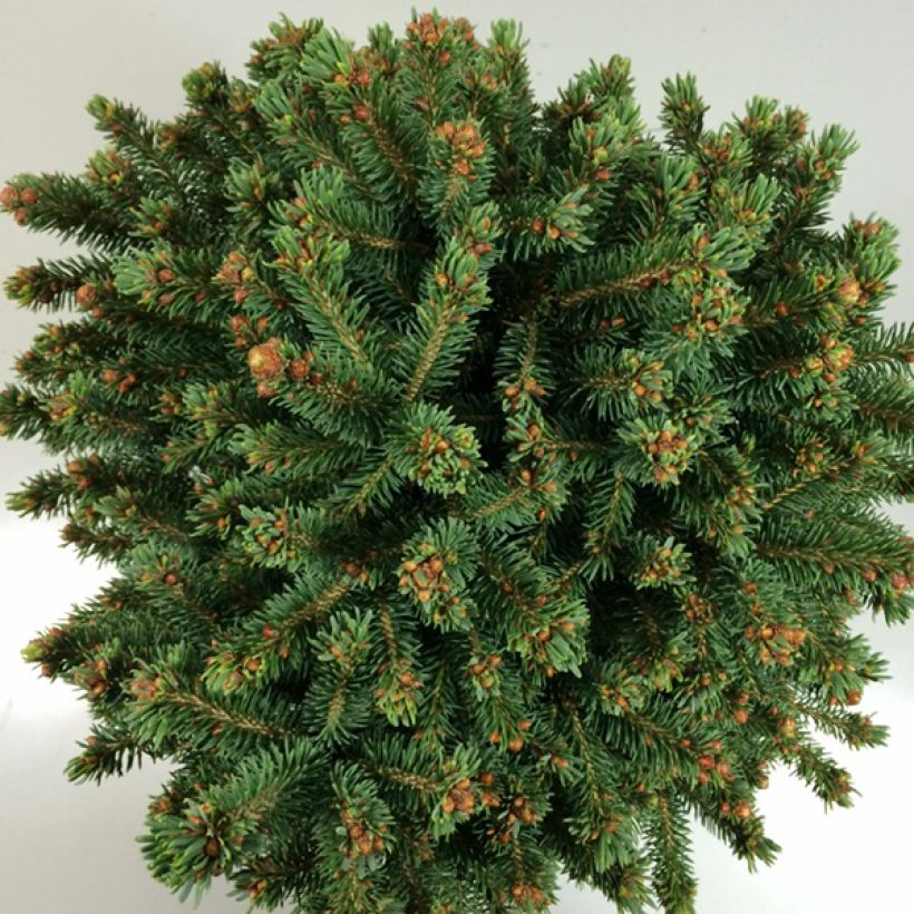 Epinette rouge - Picea rubens Grandfather Mountain                (Feuillage)