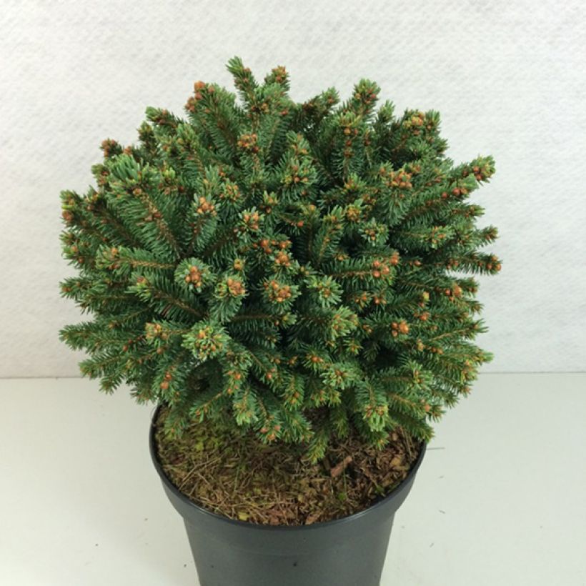 Epinette rouge - Picea rubens Grandfather Mountain                (Port)