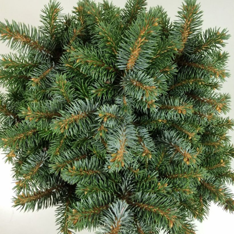 Epicea de Sitka - Picea sitchensis Rom                              (Feuillage)