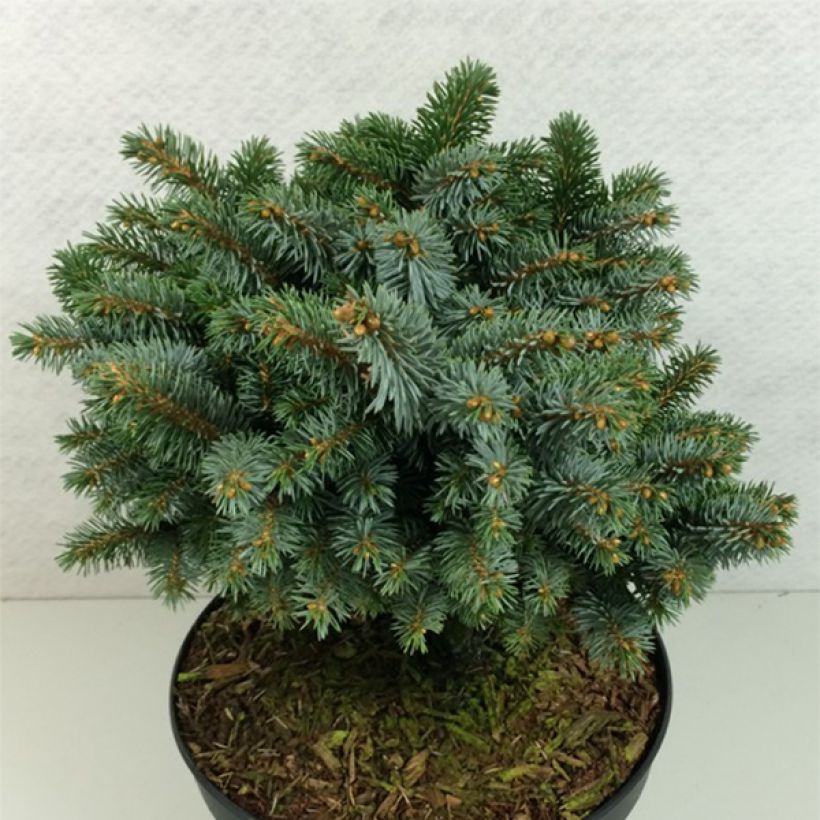 Epicea de Sitka - Picea sitchensis Rom                              (Port)