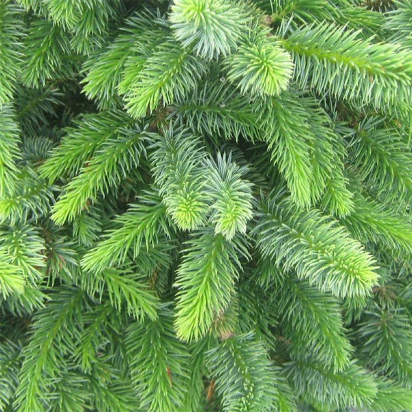 Picea sitchensis Sugarloaf - Epicea de Sitka                     (Feuillage)