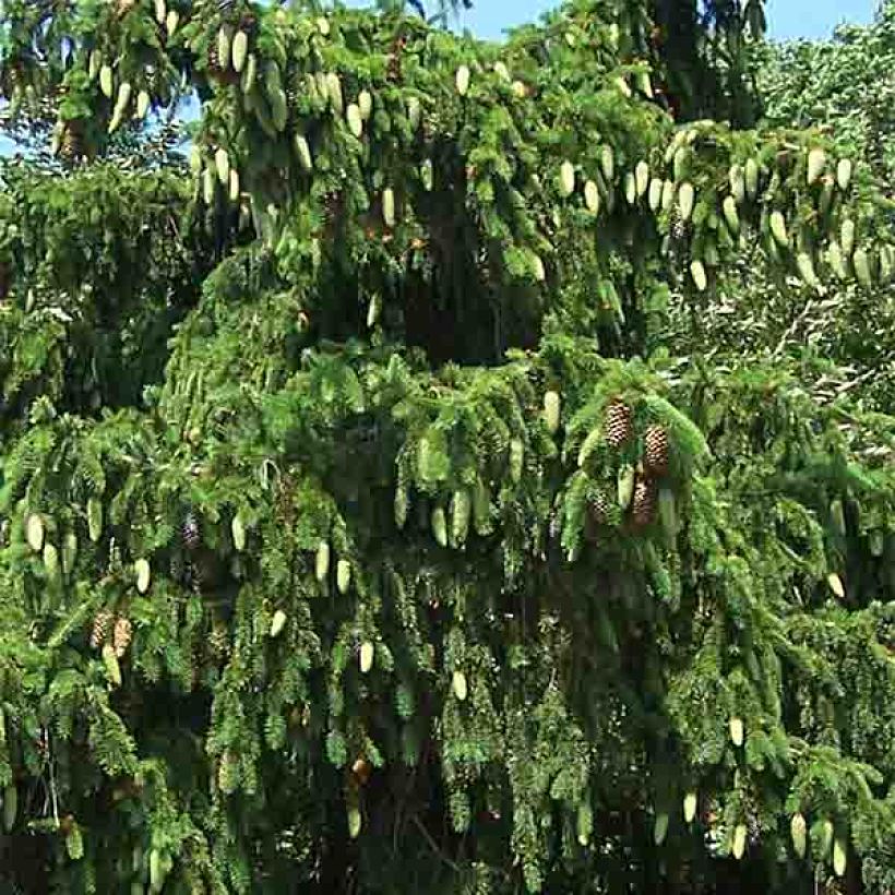 Épicéa commun - Picea abies Acrocona (Feuillage)