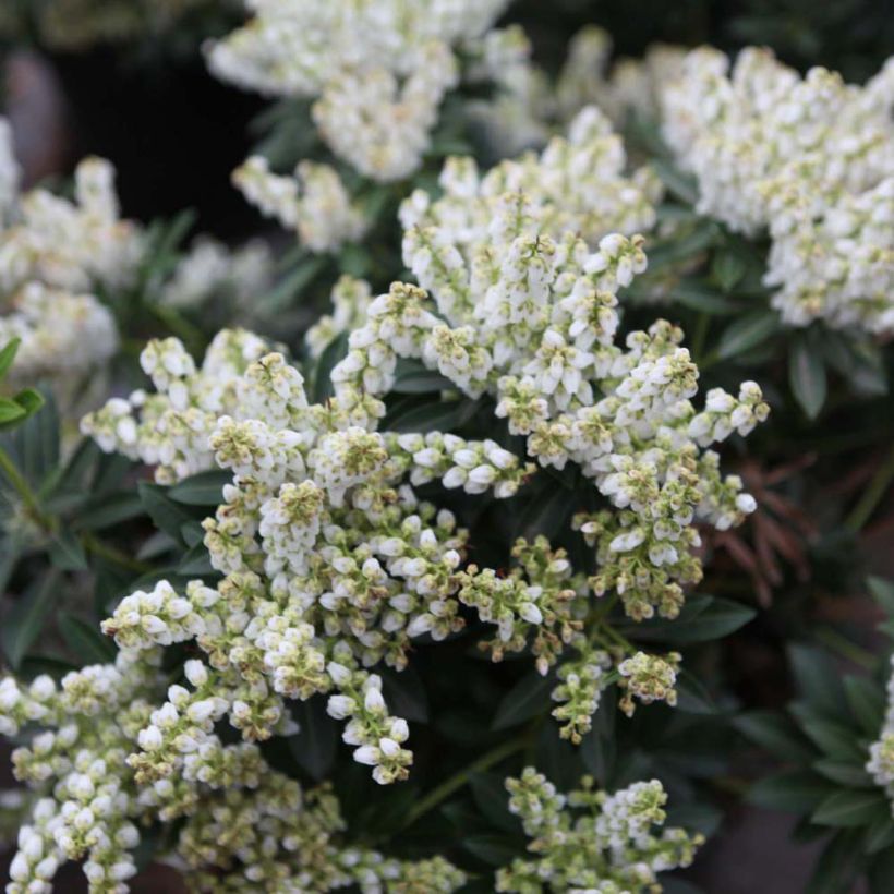 Pieris japonica Debutante - Andromède du Japon (Floraison)