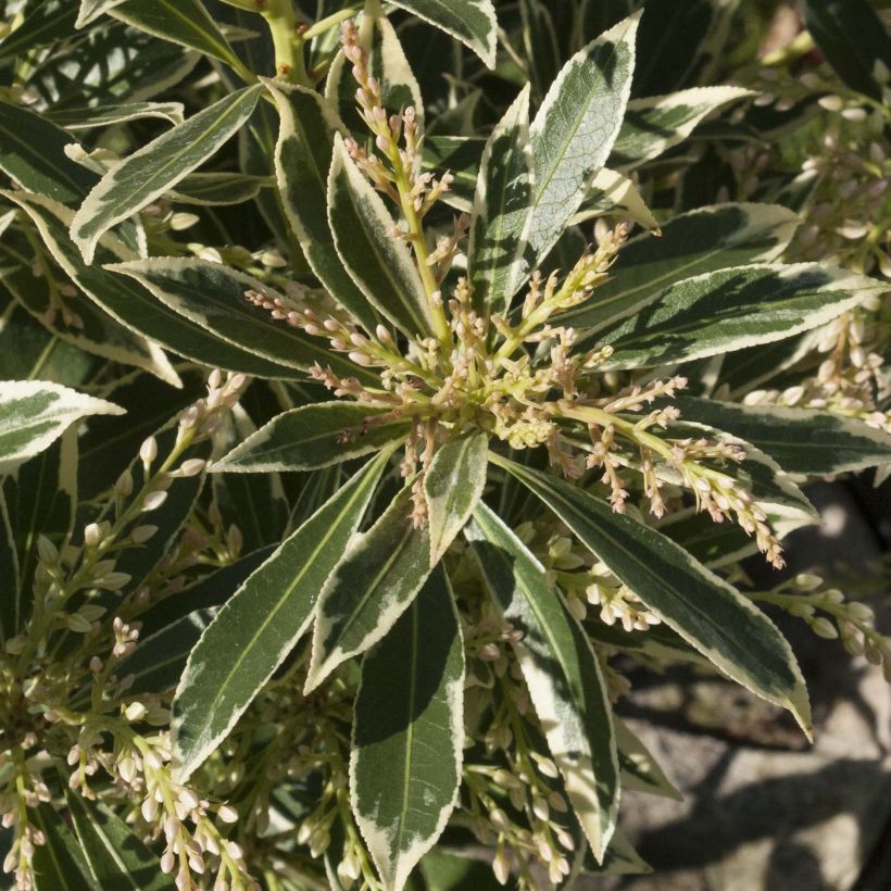 Andromède du Japon - Pieris japonica Flaming Silver (Feuillage)