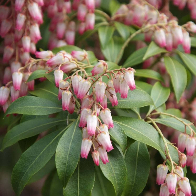 Andromède du Japon - Pieris japonica Christmas Cheer (Floraison)