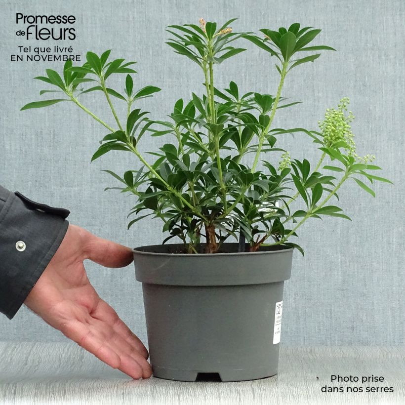 Spécimen de Pieris japonica Debutante - Andromède du Japon tel que livré en automne