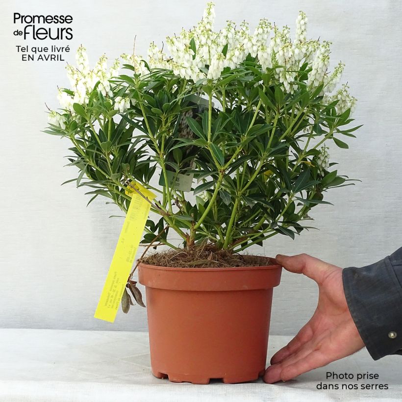 Spécimen de Pieris japonica Debutante - Andromède du Japon en pot de 2/3L tel que livré au printemps