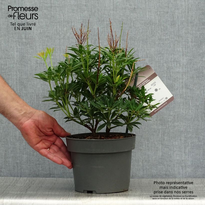 Spécimen de Pieris japonica Debutante - Andromède du Japon Pot de 2L/3L tel que livré en été
