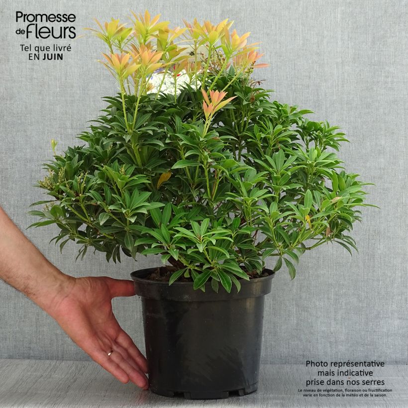 Spécimen de Pieris japonica Debutante - Andromède du Japon tel que livré en ete