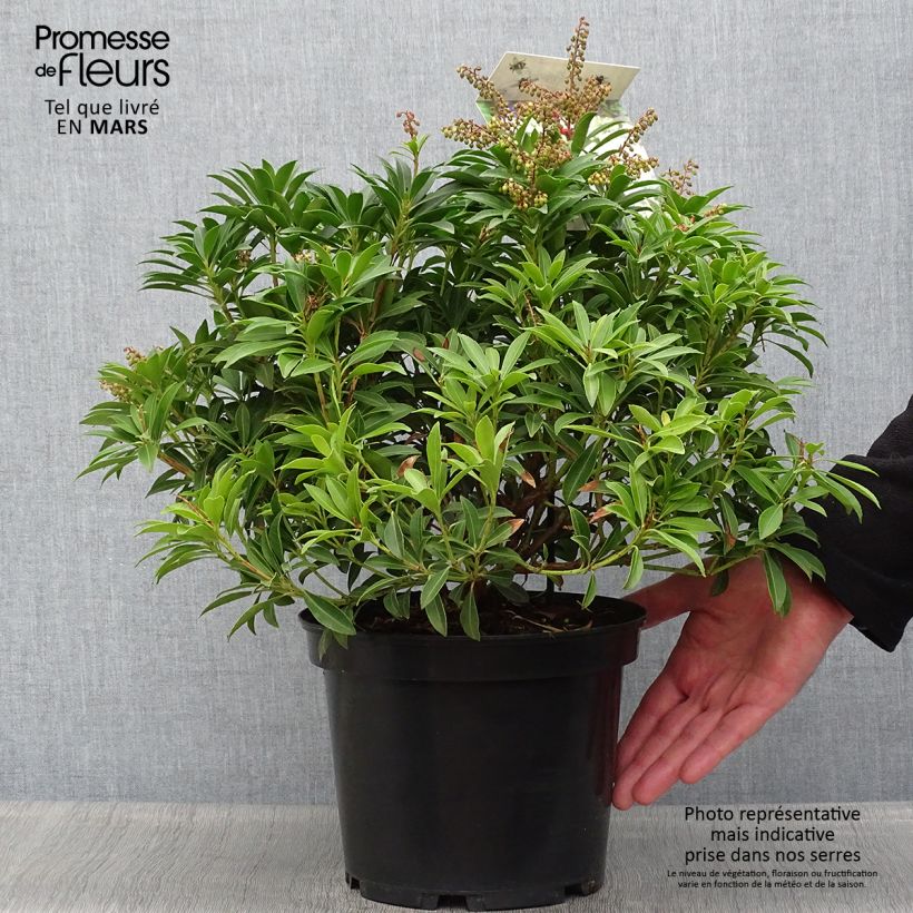Spécimen de Pieris japonica Debutante - Andromède du Japon en pot de 4L/5L tel que livré au printemps