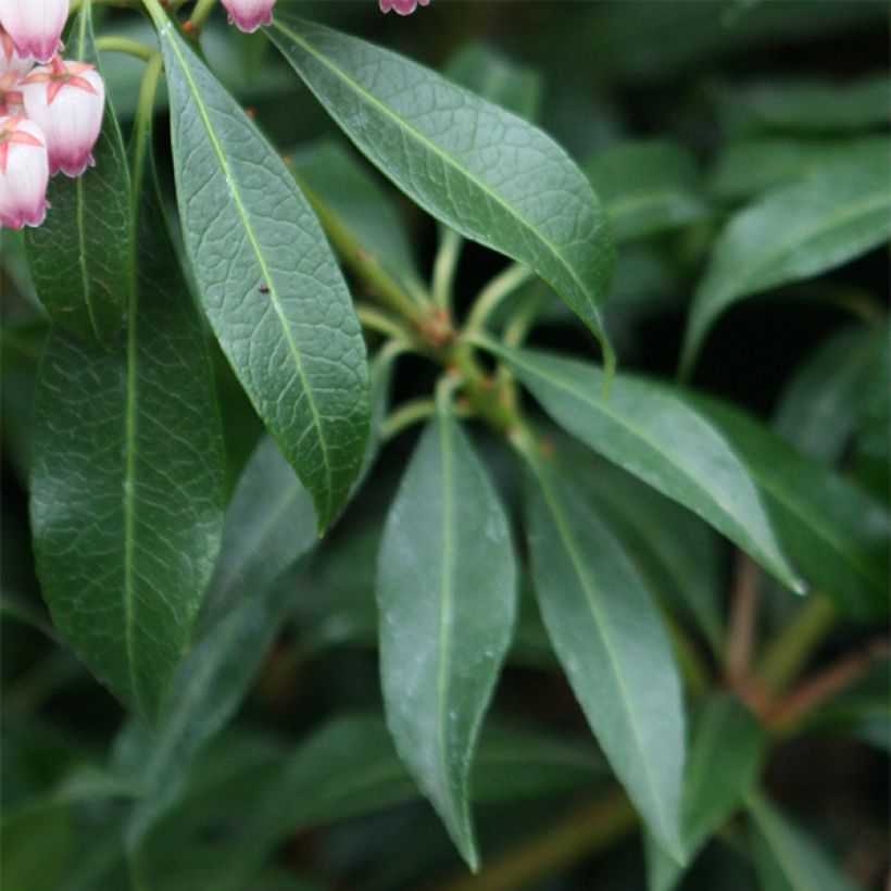 Andromède du Japon - Pieris japonica Katsura (Feuillage)