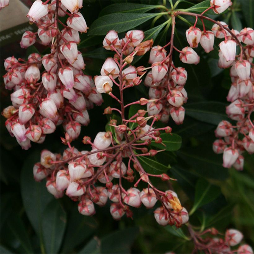 Andromède du Japon - Pieris japonica Katsura (Floraison)