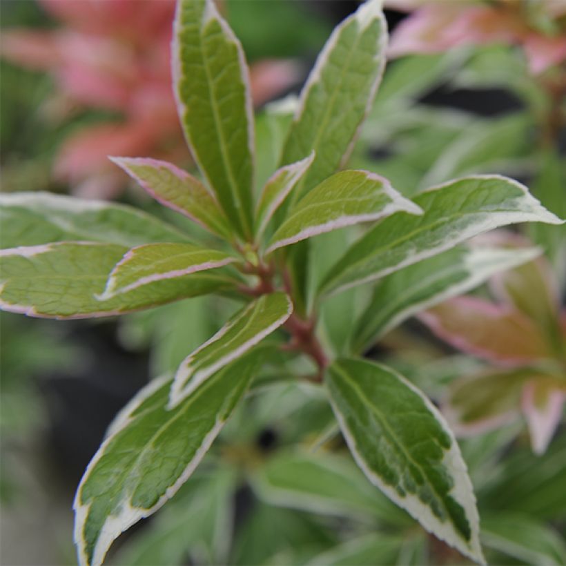 Andromède du Japon - Pieris japonica Little Heath (Feuillage)