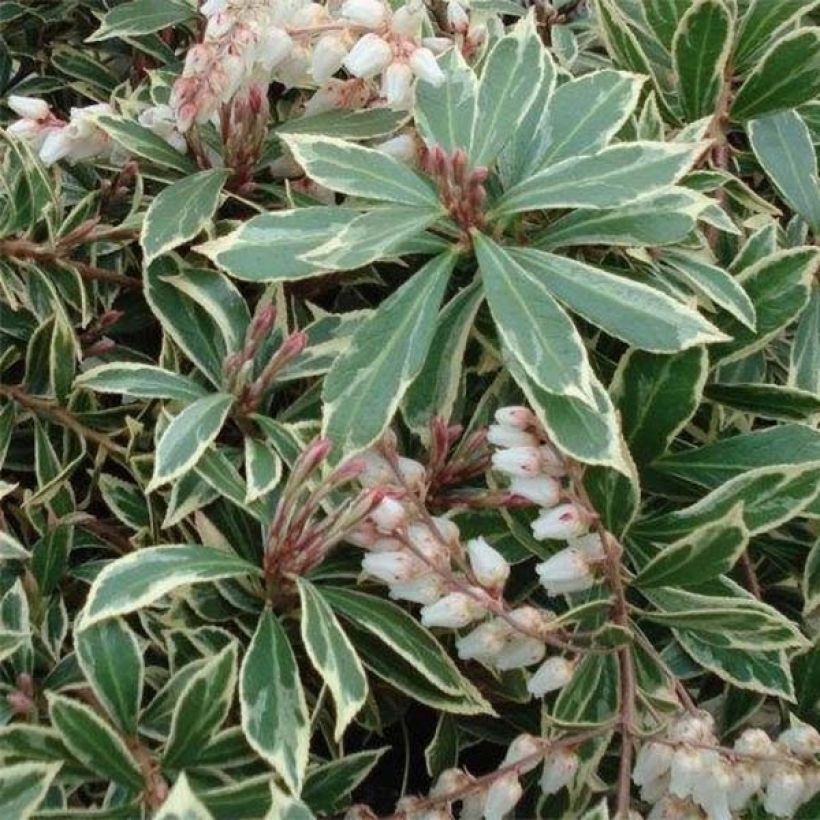 Andromède du Japon - Pieris japonica Little Heath Variegata (Floraison)