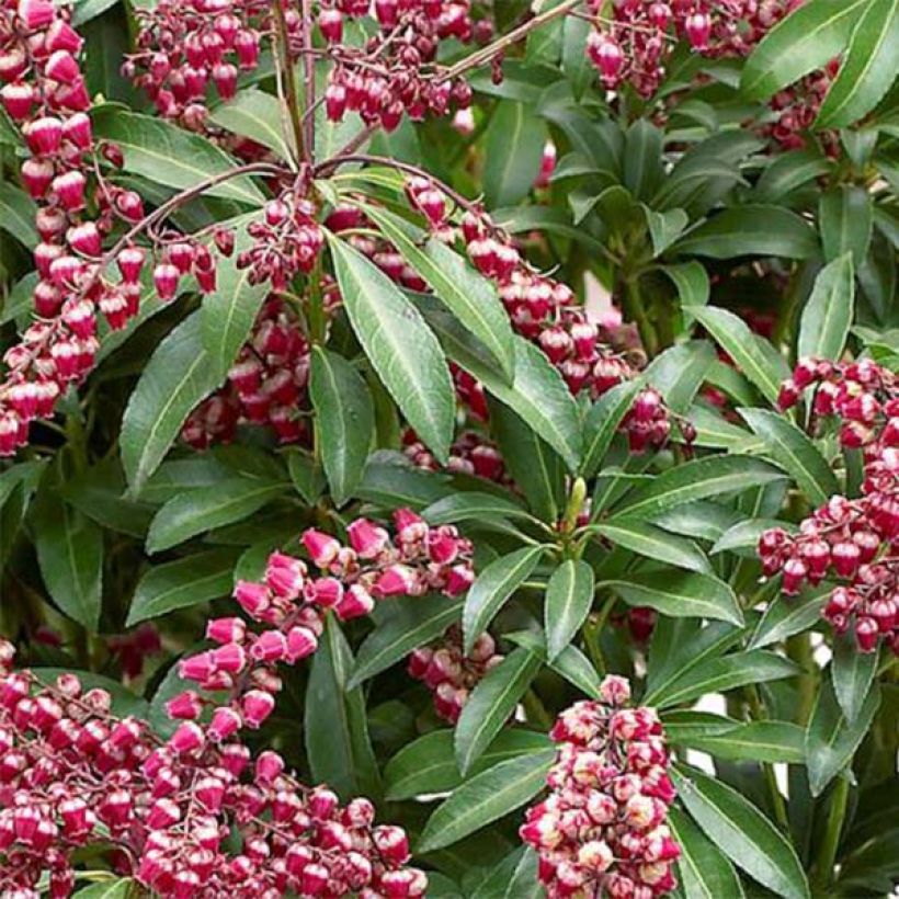 Andromède du Japon - Pieris japonica Passion (Feuillage)