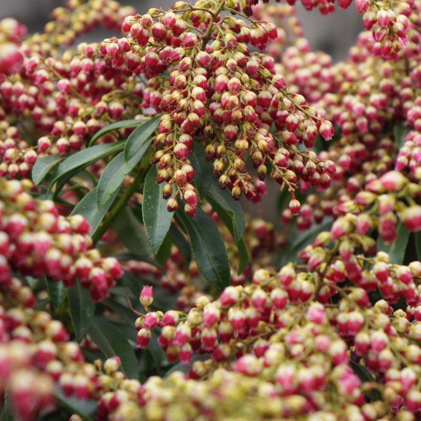 Andromède du Japon - Pieris japonica Passion (Floraison)