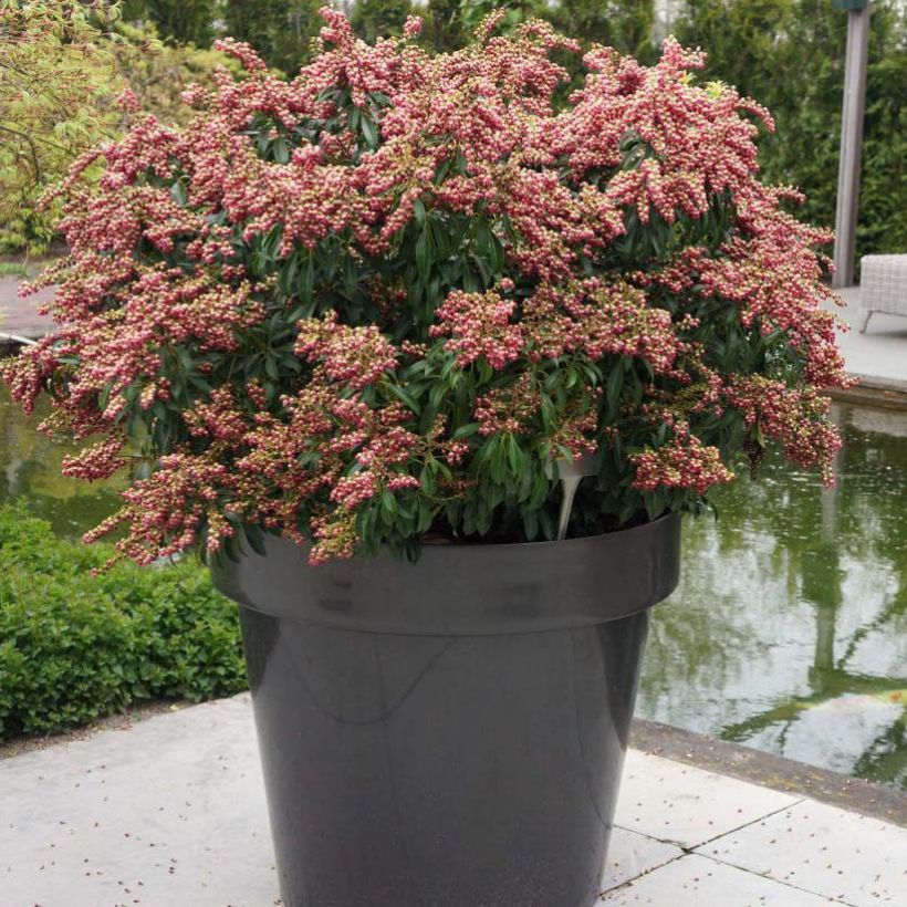 Andromède du Japon - Pieris japonica Passion (Port)