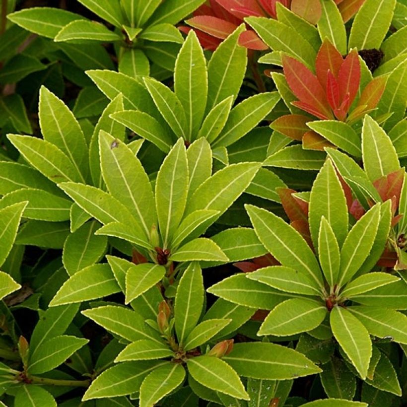 Andromède du Japon - Pieris japonica Sarabande (Feuillage)