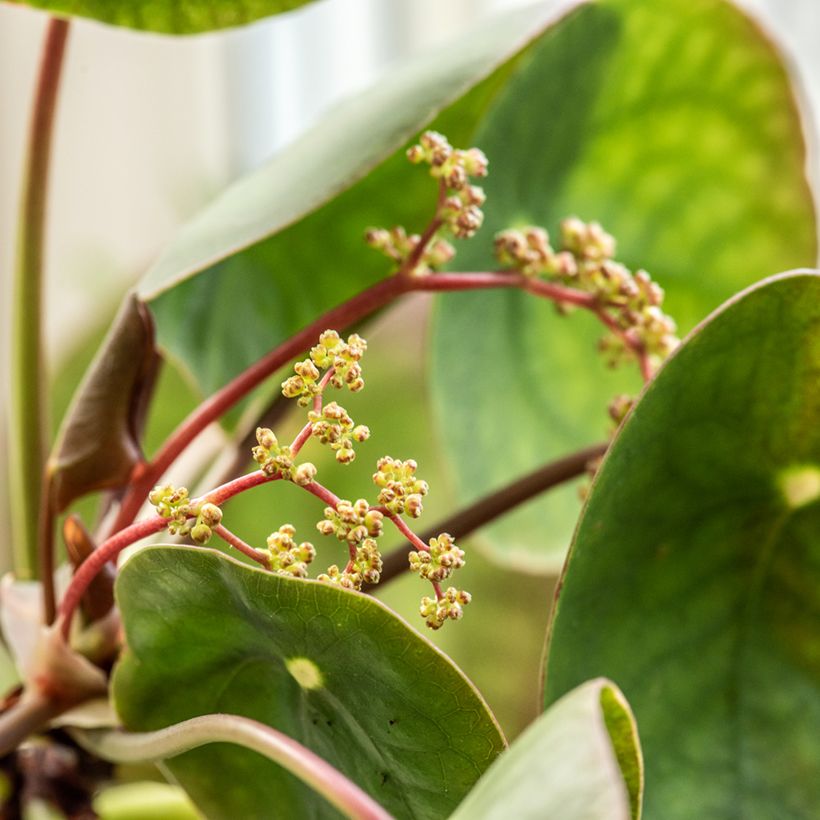 Pilea peperomioides (Floraison)