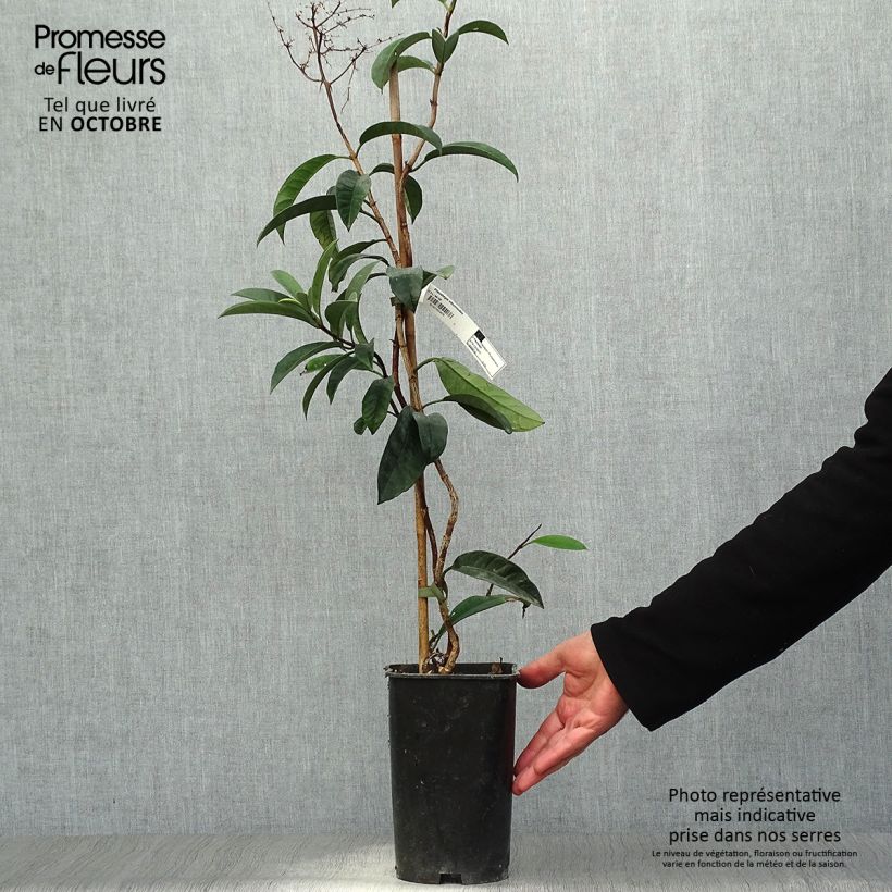 Spécimen de Pileostegia viburnoides Pot de 2L/3L tel que livré en automne