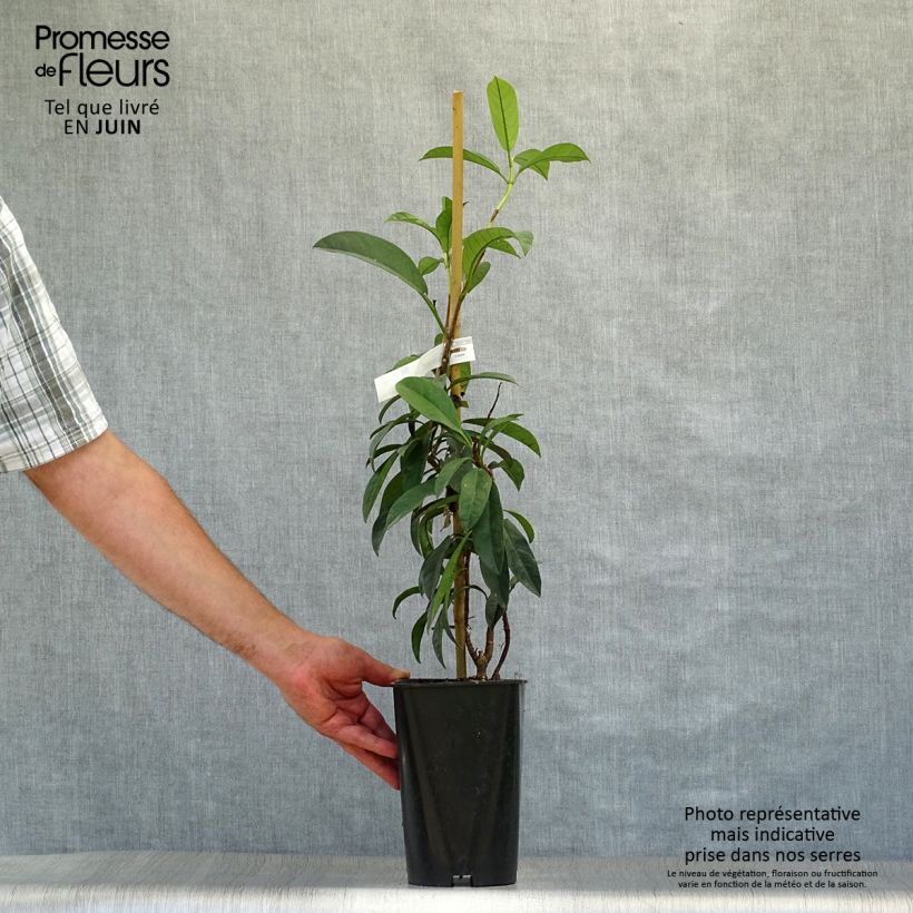 Spécimen de Pileostegia viburnoides Pot de 2L/3L tel que livré en été