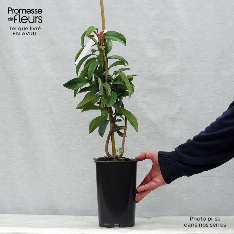 Spécimen de Pileostegia viburnoides Pot de 2L/3L tel que livré au printemps