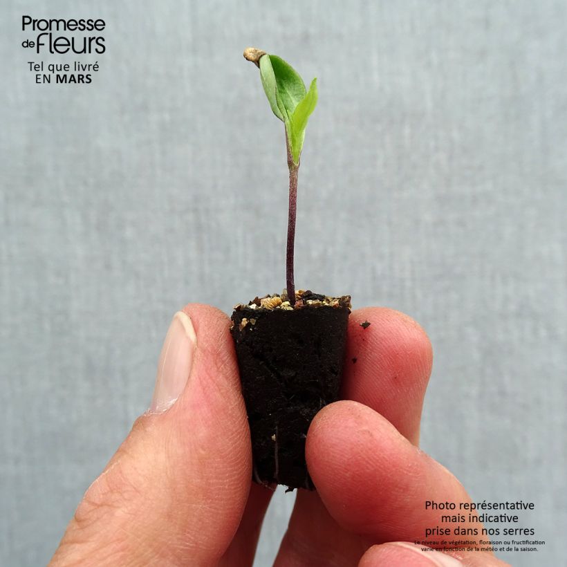 Spécimen de Piment Basque Gorria Bio en mini-mottes Mini-motte Ø 1,5/2,5 cm tel que livré au printemps