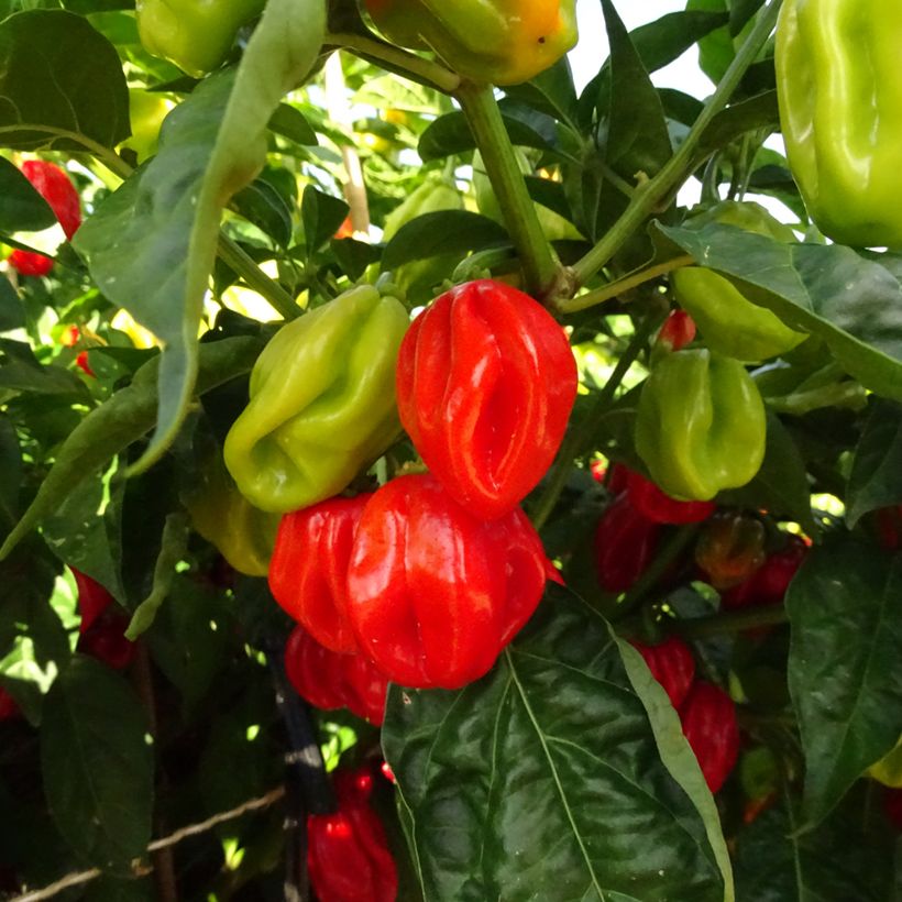 Piment Habanero - Piment antillais (Récolte)