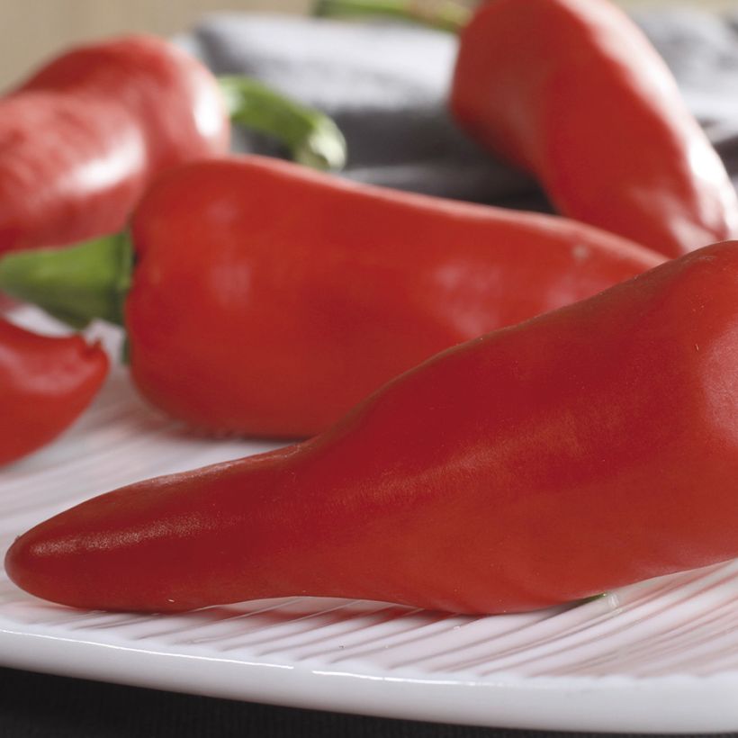 Piment d'Espelette - Piment Basque Gorria (Récolte)
