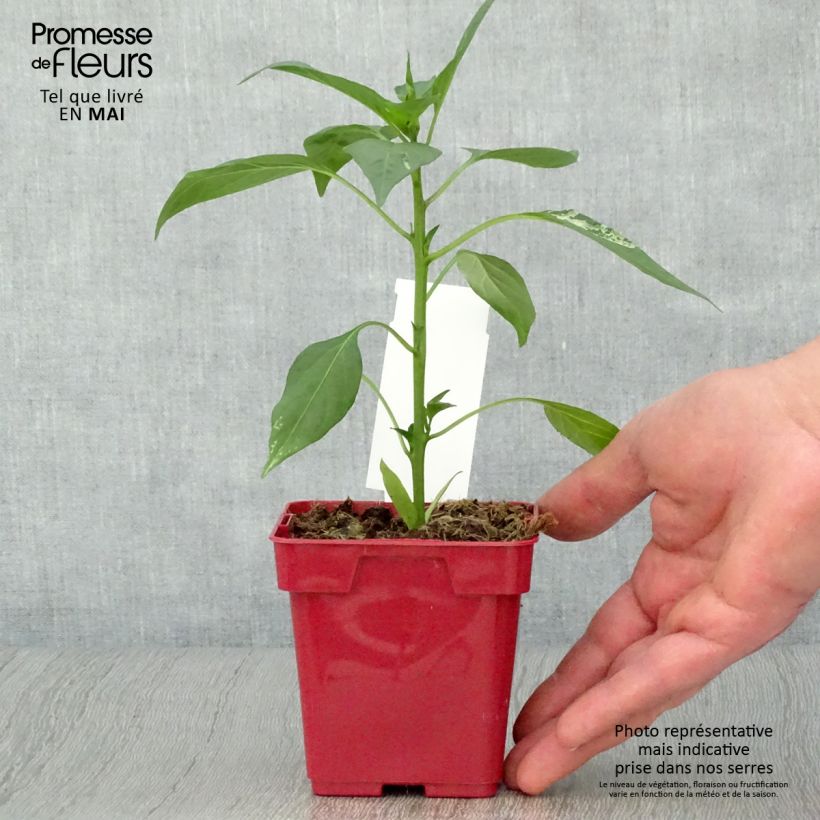 Spécimen de Piment de Cayenne Impala - Capsicum frutescens en plant tel que livré au printemps