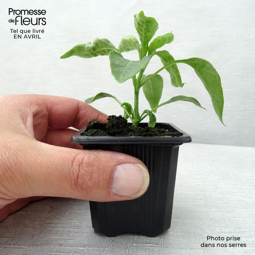 Spécimen de Piment de Cayenne en plants Godet de 7/8 cm tel que livré au printemps