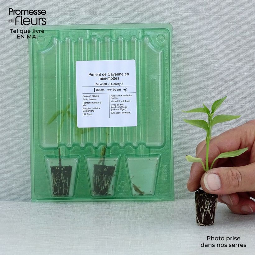 Spécimen de Piment de Cayenne en plants Mini-motte Ø 1,5/2,5 cm, Livré en hauteur de 5 à 10 cm tel que livré au printemps