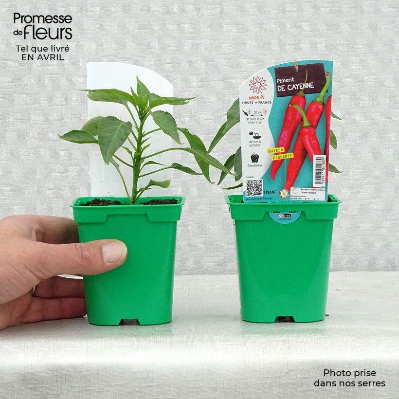 Spécimen de Piment de Cayenne en plants Pot de 10 cm/11cm tel que livré au printemps