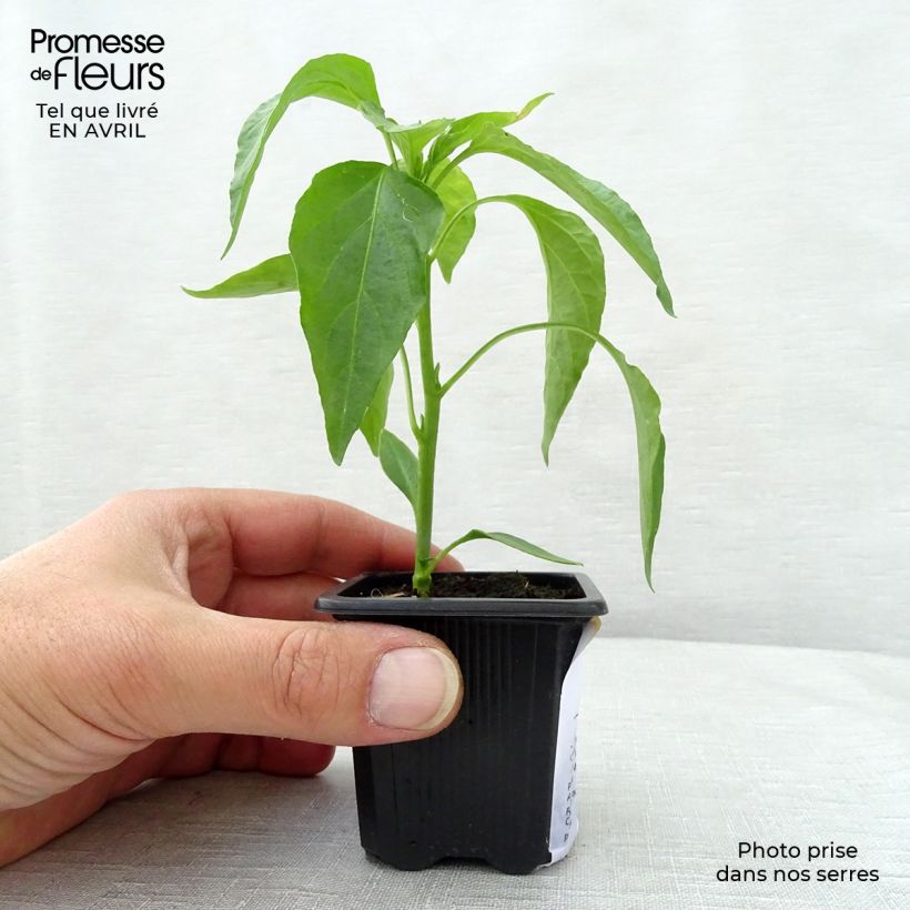 Spécimen de Piment doux très long des Landes en plants   Godet de 7/8 cm tel que livré au printemps