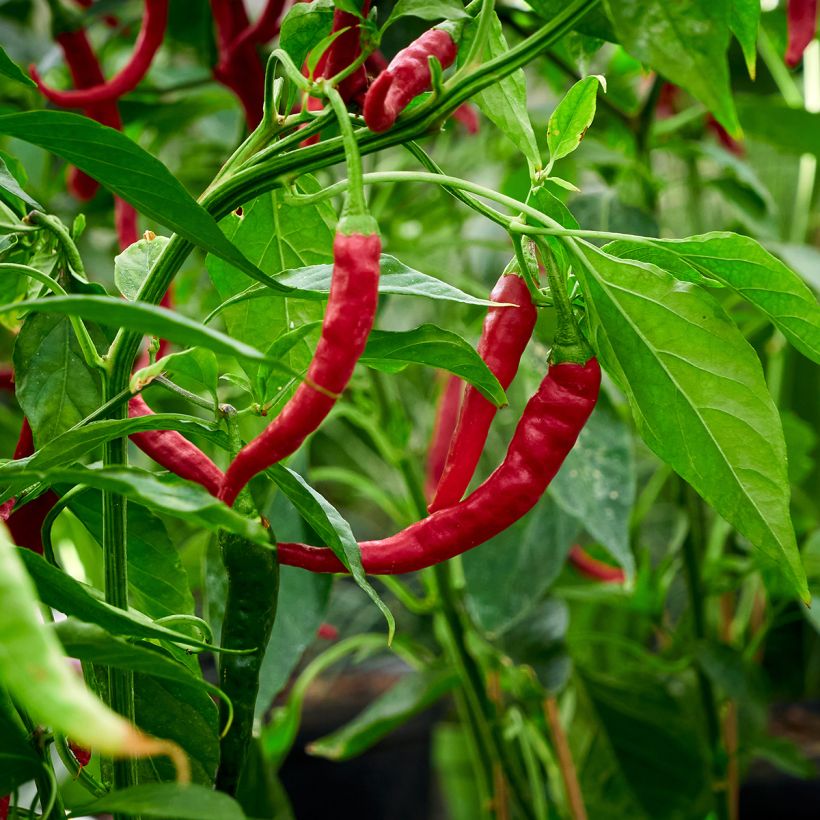 Piment doux très long des Landes en plants (Récolte)