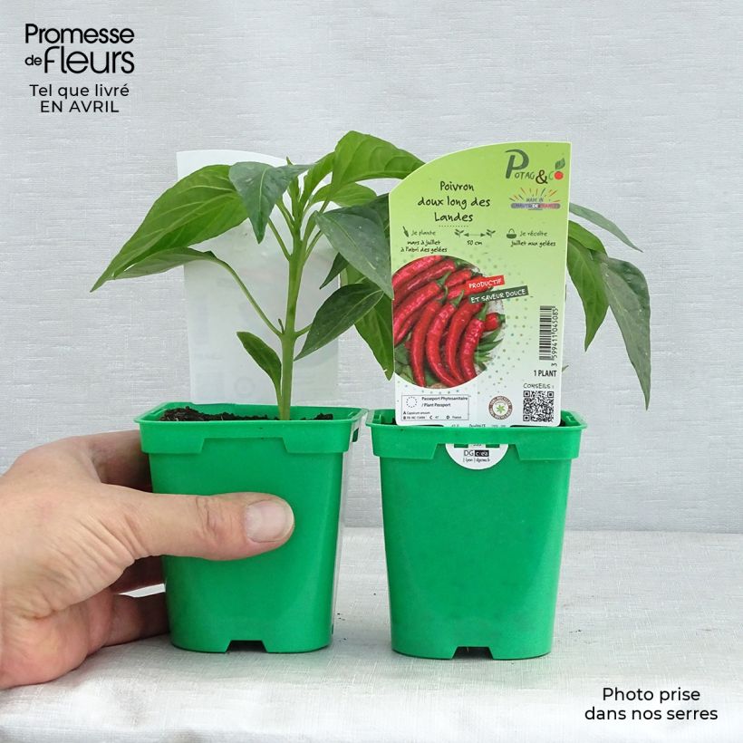 Spécimen de Piment doux très long des Landes en plants   Pot de 10 cm/11cm tel que livré au printemps