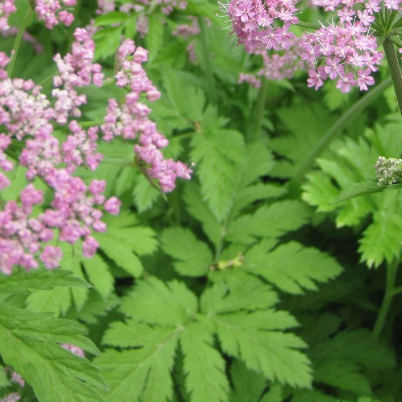 Pimpinella major Rosea - Grand boucage (Feuillage)